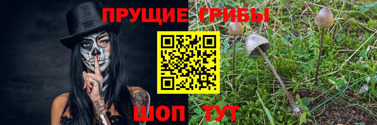Псилоцибиновые грибы Cubensis Лобня